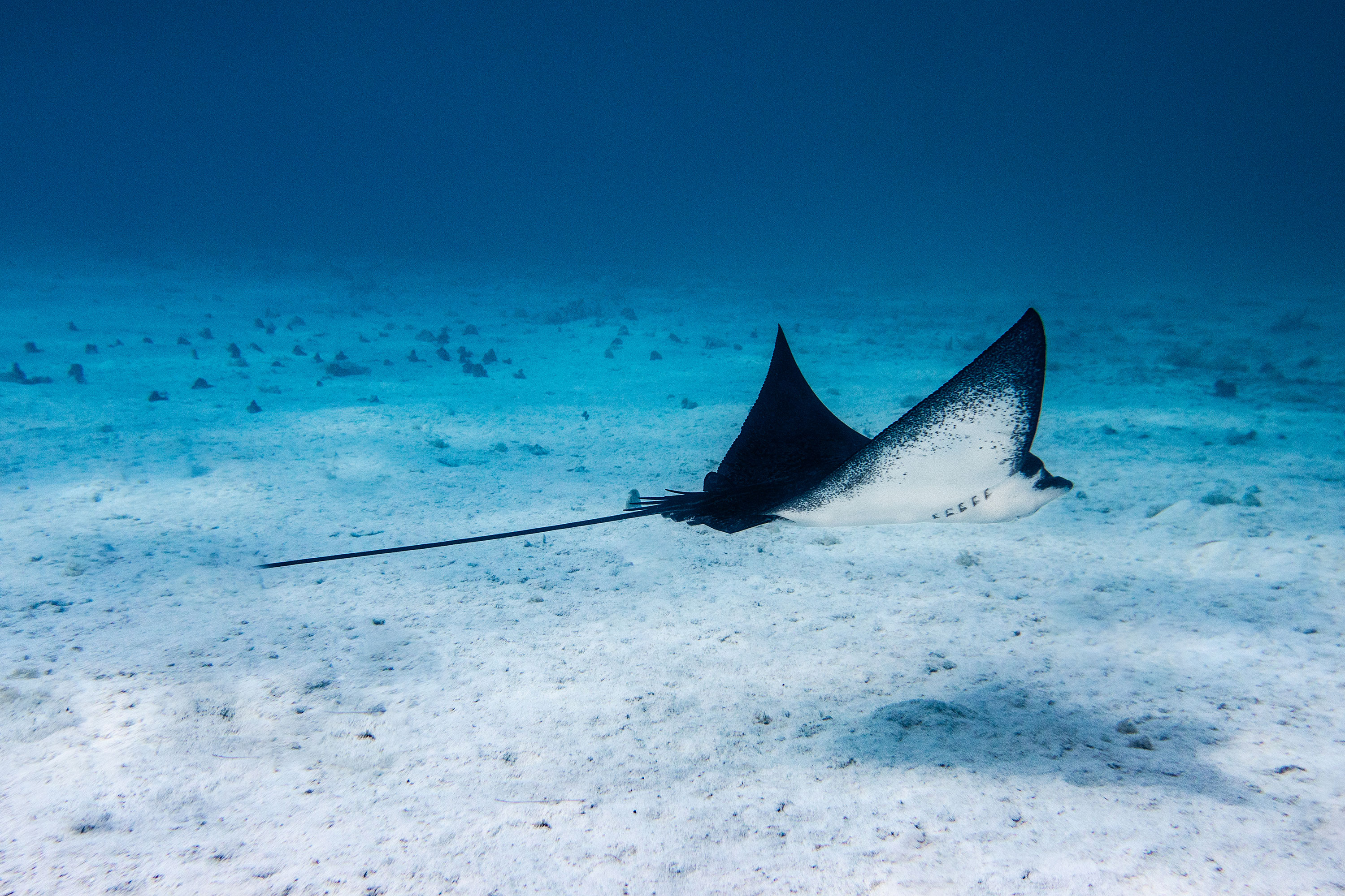 Underwater Snorkeling with Rays in Tahiti Underwater Snorkeling with Rays in Tahiti